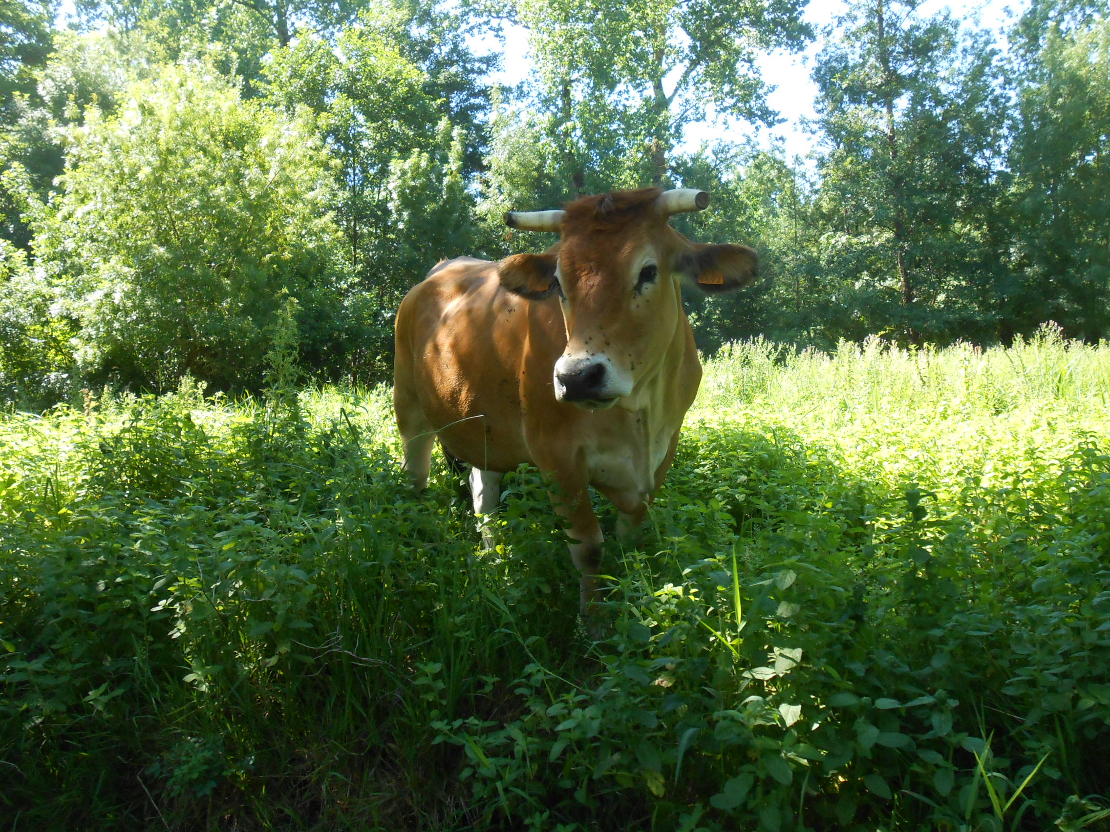 Voyage au Marais Poitevin